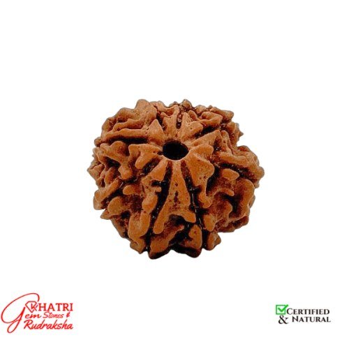 8 Mukhi Rudraksha — view 2