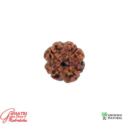 4 Mukhi Rudraksha — view 2