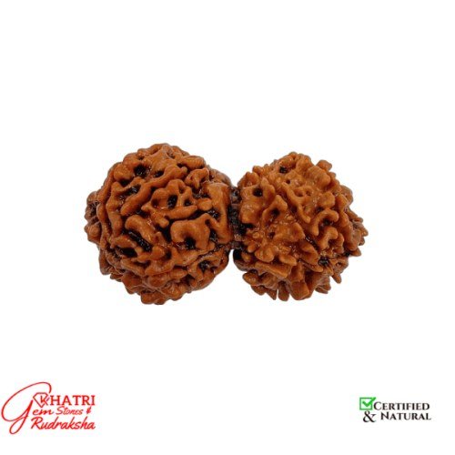 Gauri Shankar Rudraksha — view 2