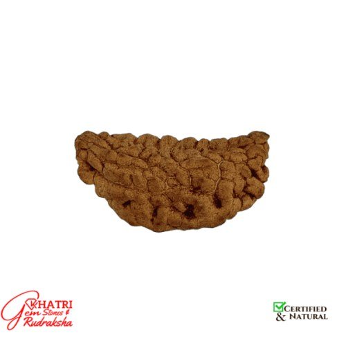 1 Mukhi Rudraksha