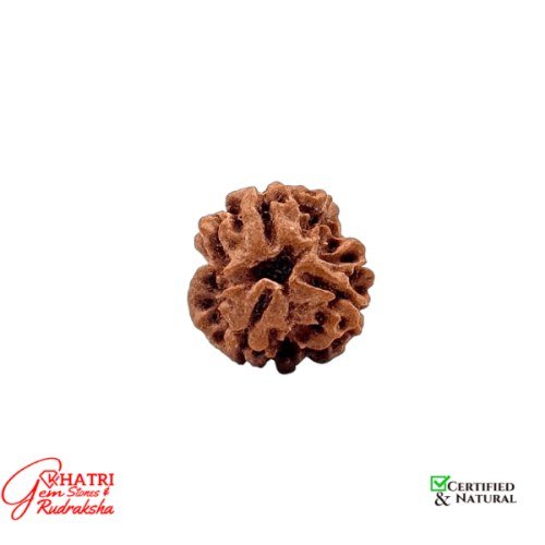 3 Mukhi Rudraksha — view 2