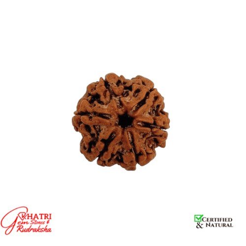 6 Mukhi Rudraksha