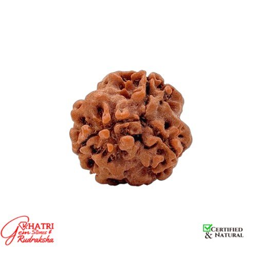 3 Mukhi Rudraksha — view 2