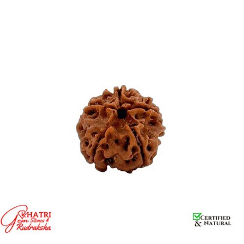 5 Mukhi Rudraksha — view 2