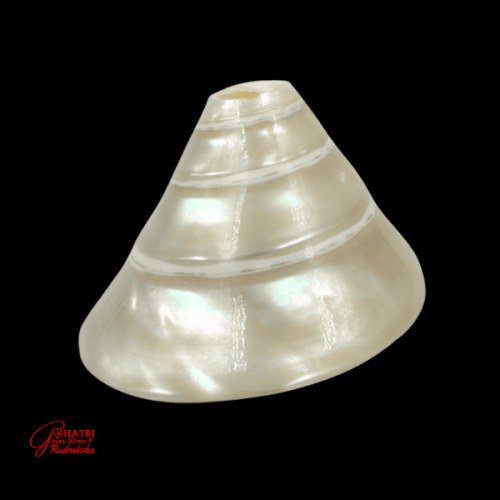 MOTI SHANKHA (LARGE)