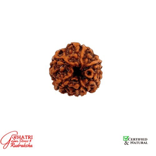 6 Mukhi Rudraksha — view 2