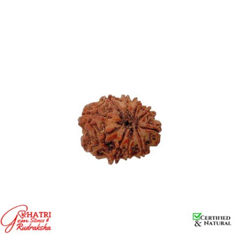 10 Mukhi Rudraksha — view 2