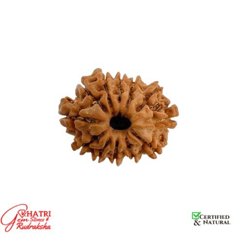 12 Mukhi Rudraksha