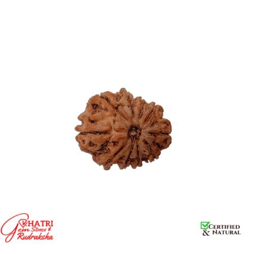 10 Mukhi Rudraksha