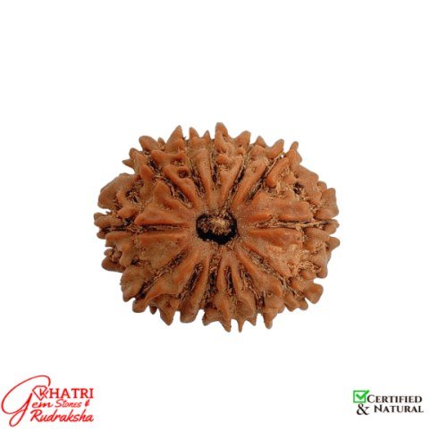 13 Mukhi Rudraksha