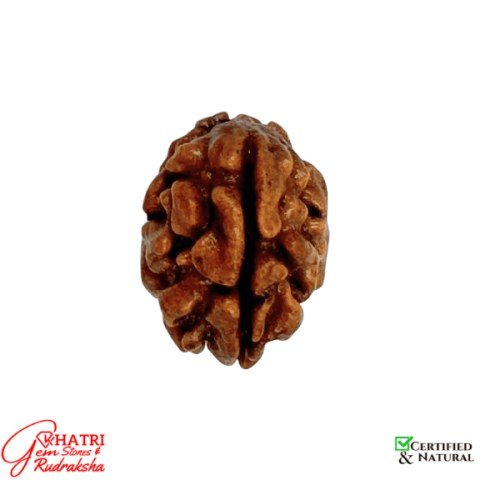 2 Mukhi Rudraksha — view 2