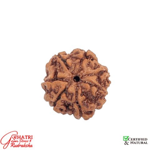 7 Mukhi Rudraksha
