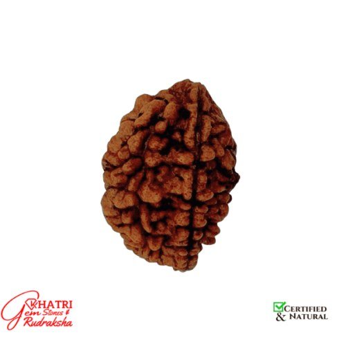 2 Mukhi Rudraksha
