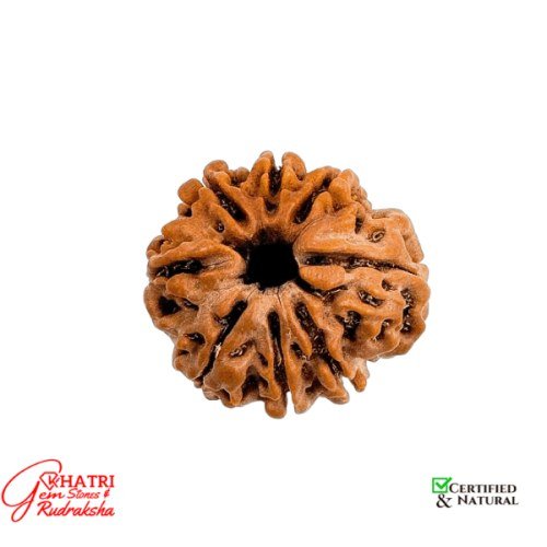 8 Mukhi  Rudraksha