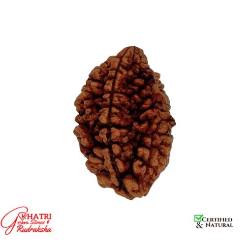 2 Mukhi Rudraksha — view 2
