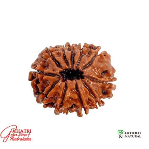 10 Mukhi Rudraksha