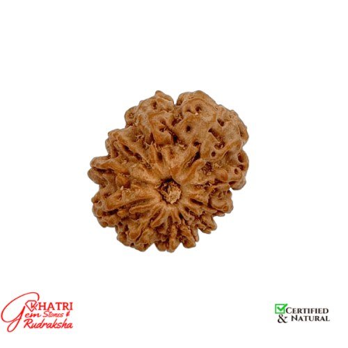 11 Mukhi Rudraksha