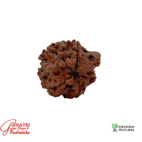 Shri Ganesh Rudraksha — view 2