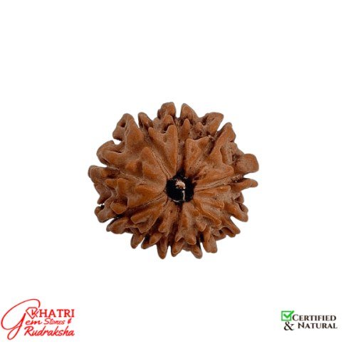 10 Mukhi Rudraksha
