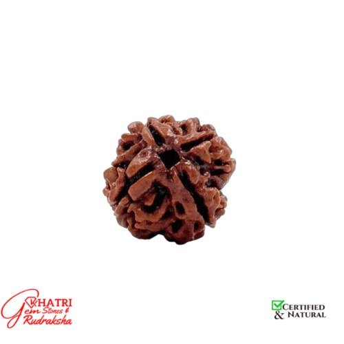 4 Mukhi Rudraksha — view 2